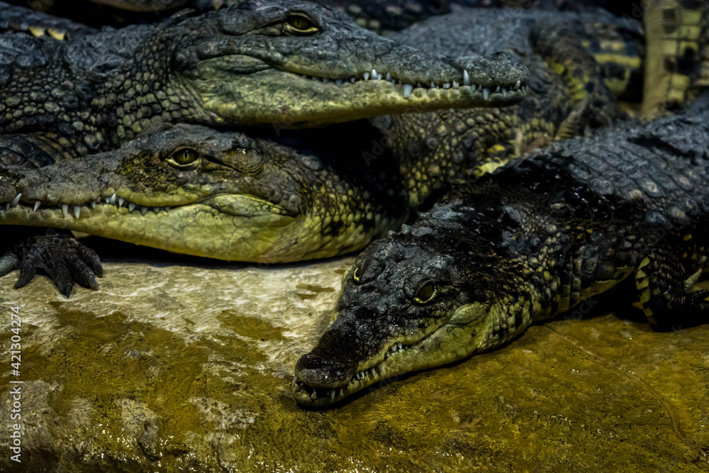 Crocodiles Crocodiles