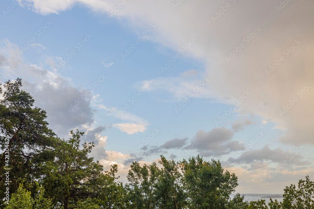 Beautiful bottom up view on tops of pine trees on cloudy sky background. Gorgeous nature backgrounds. Beautiful bottom up view on tops of pine trees on cloudy sky background. Gorgeous nature backgrounds.