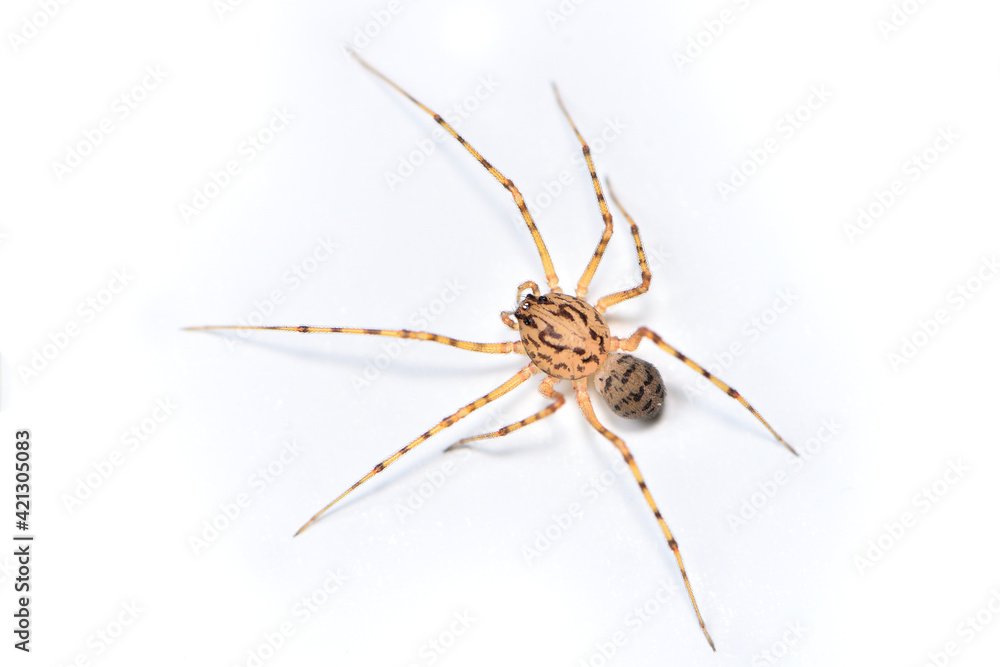 Closeup picture of the spitting spider Scytodes thoracica (Araneae: Scytodidae), a common and cosmopolitan house spider photographed on white background. Closeup picture of the spitting spider Scytodes thoracica (Araneae: Scytodidae), a common and cosmopolitan house spider photographed on white background.