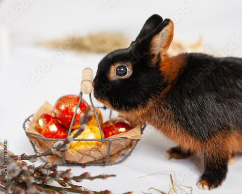 easter bunny with basket of eggs