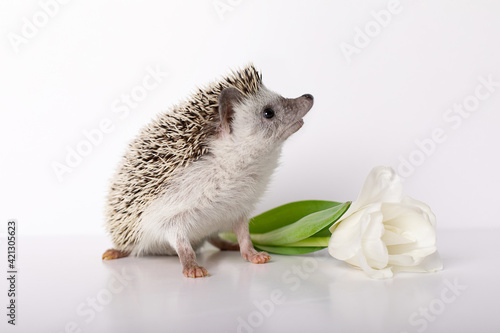 Young male boy breed African pygmy hedgehog stand near white flower tulip on uniform isolated background. photo
