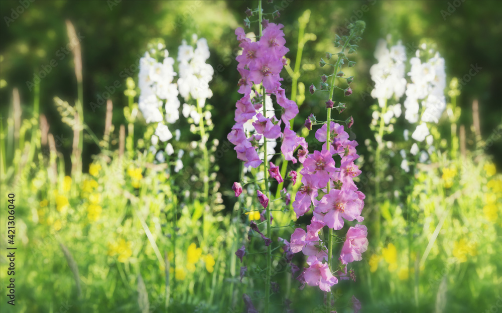 Obraz premium Beautiful meadow field with wild flowers. Spring or summer wildflowers closeup. Health care concept. Rural field.