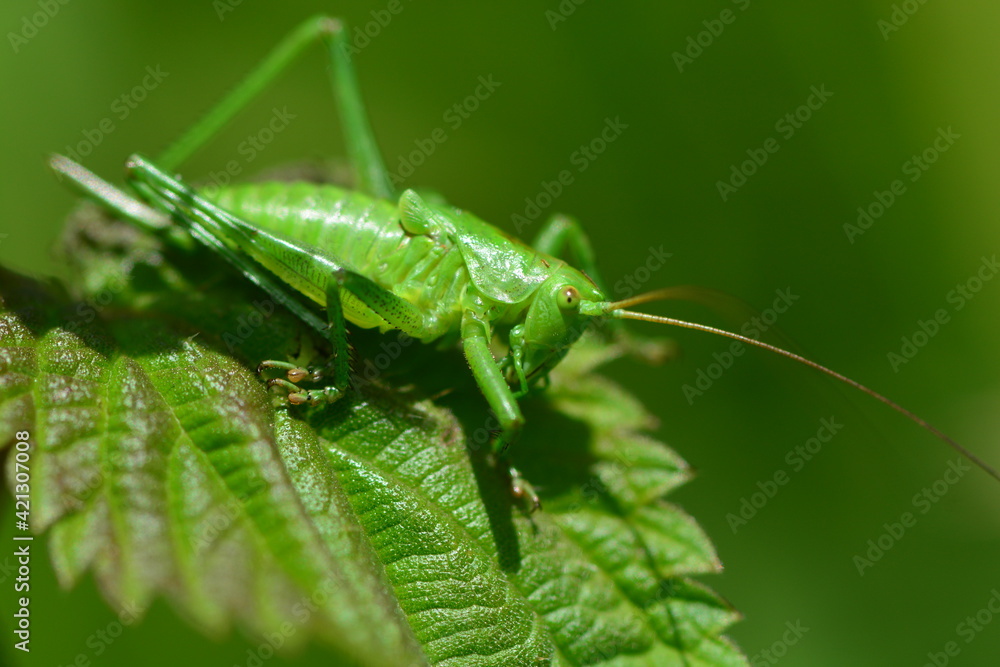 Macro photography of insects in nature. Macro photography of insects in nature.
