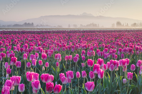 Sunrise over the Skagit Valley Tulip Fields, Washington State