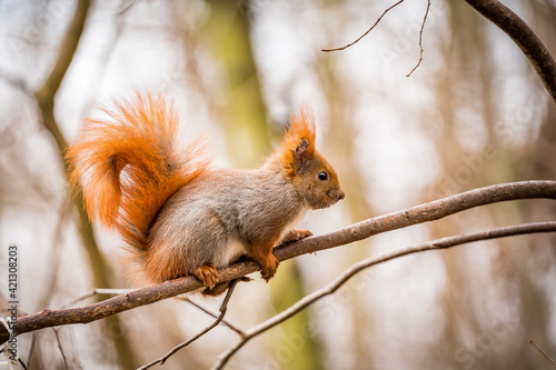 red squirrel in the park on a branch