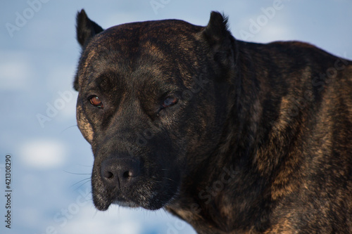 Close-up portrait of nice brindle staffordshire terrier at animal shelter