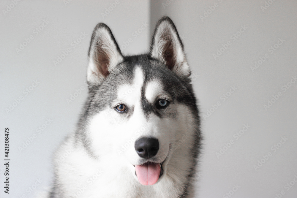 Beautiful portrait of husky dog with tongue. Beautiful portrait of husky dog with tongue.