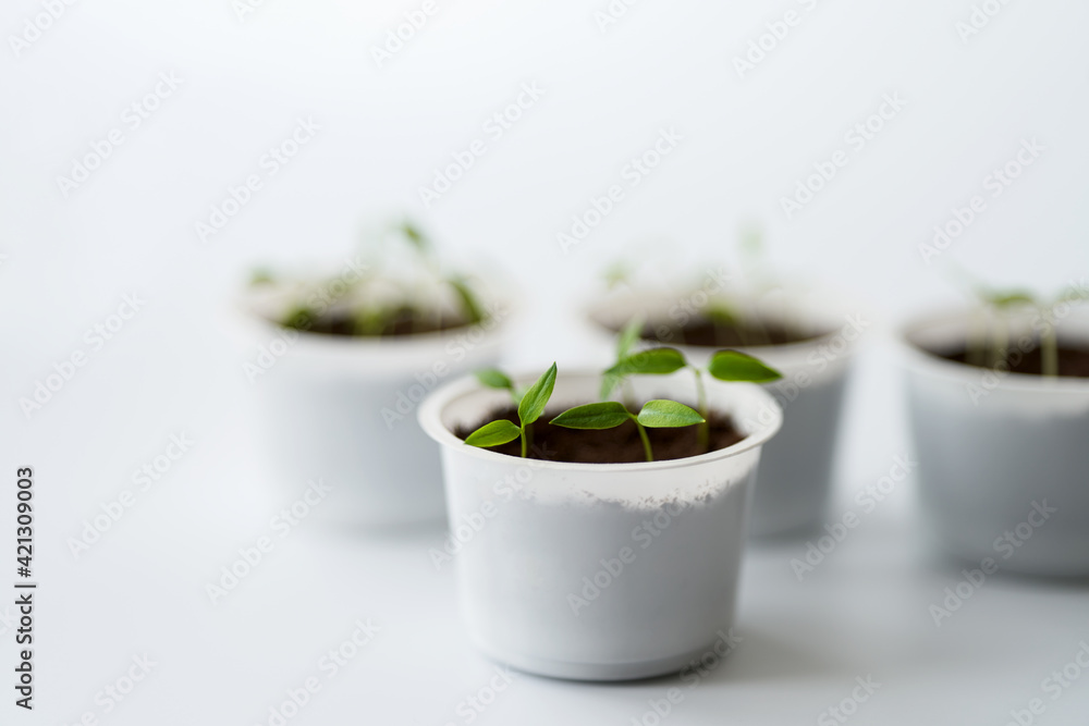 Pepper and eggplant seedlings in round plastic containers on a white background. Copy space. Selective background. Pepper and eggplant seedlings in round plastic containers on a white background. Copy space. Selective background.