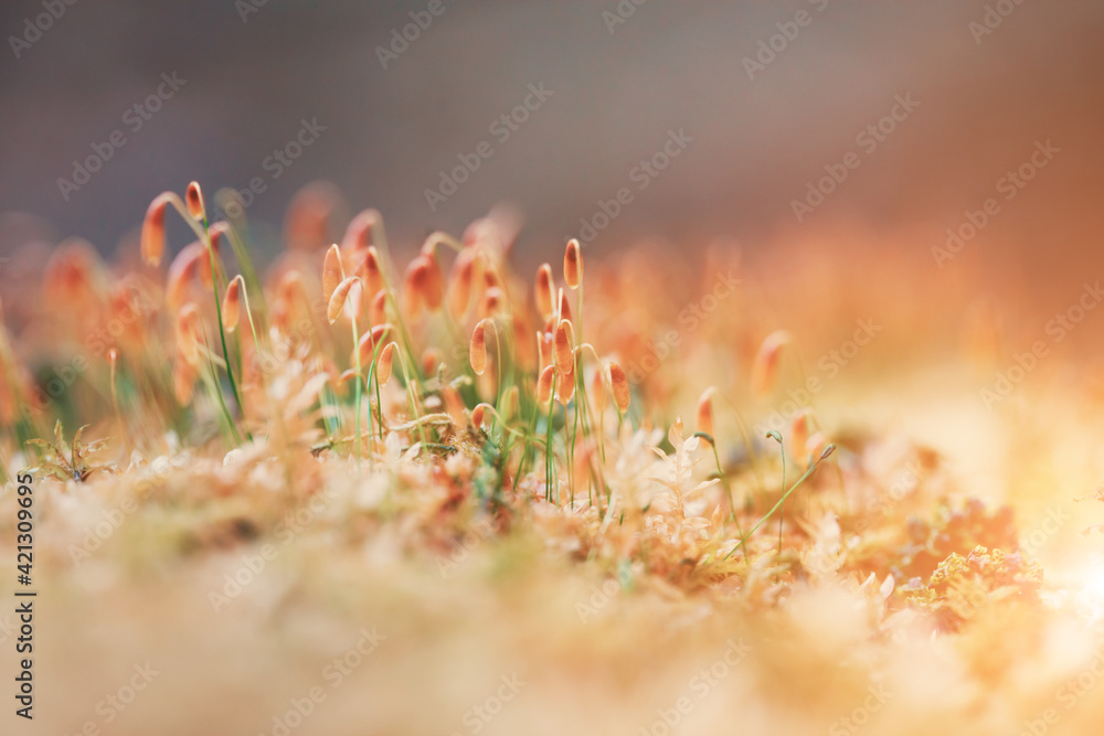 macro spring forest moss, vintage nature background