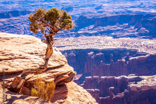 Ancient pine tree on desert cliff of Canyonlands National Park