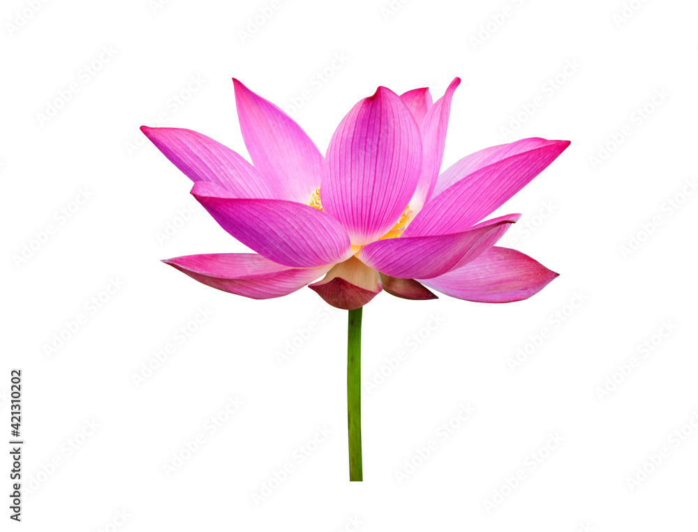 Naklejka premium Pink Lotus, Lotus flower isolated on white background. File contains with clipping path so easy to work.