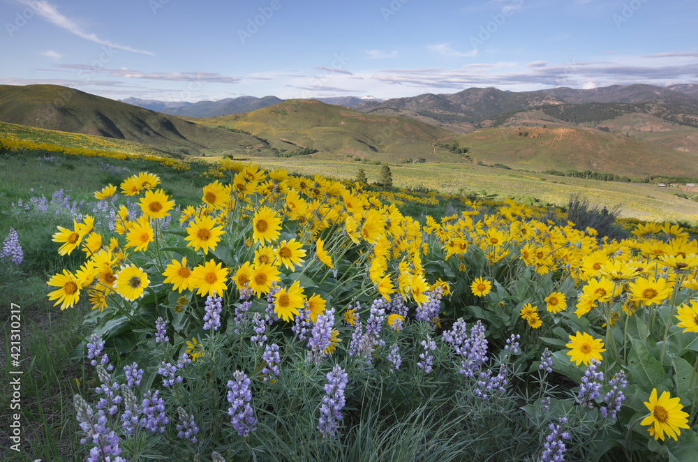 USA, Washington State. Methow Valley wildflowers, Balsamroot and Lupines, North Cascades.