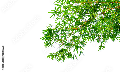 Bamboo leaves Isolated on a white background. File contains with clipping path so easy to work.
