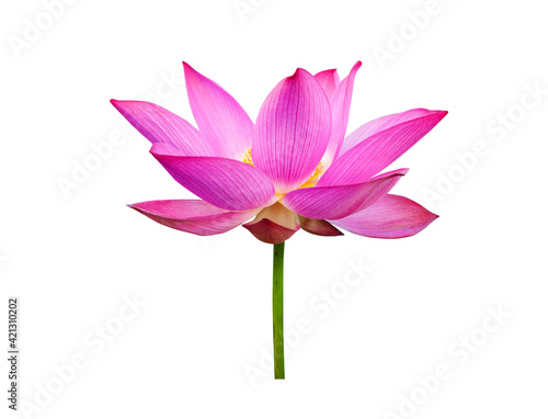 Pink Lotus, Lotus flower isolated on white background. File contains with clipping path so easy to work.
