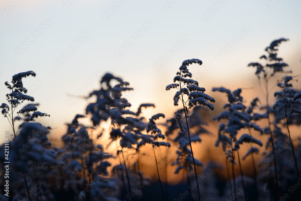 Fototapeta premium Colorful nature sunset or sunrise background. Silhouette of tree or grass branches and leaves on the field during dusk. Twilight beautiful scenic landscape wallpaper. Natural evening backdrop.