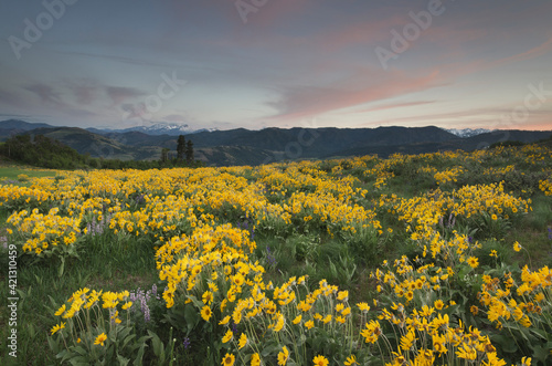 USA, Washington State. Arrowleaf balsamroot growing in meadows of the Methow Valley, North Cascades.