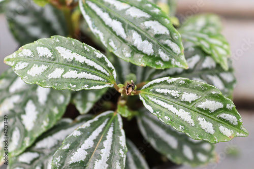 Closeup detailed veins on nerve plant leaves