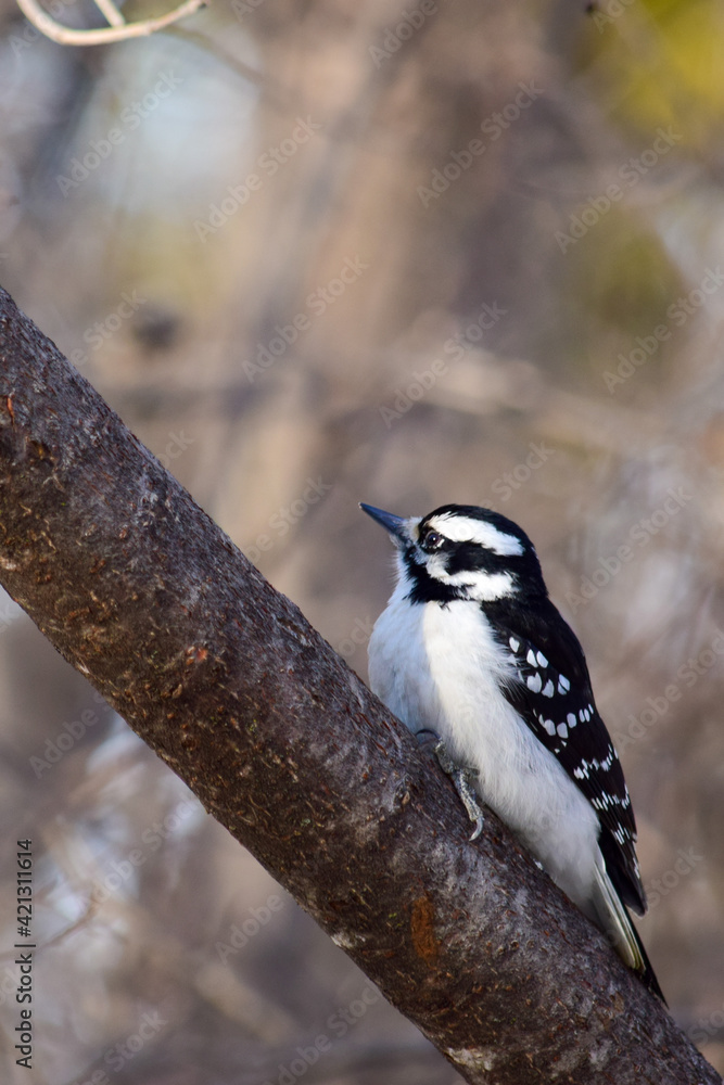 Obraz premium Wood pecker