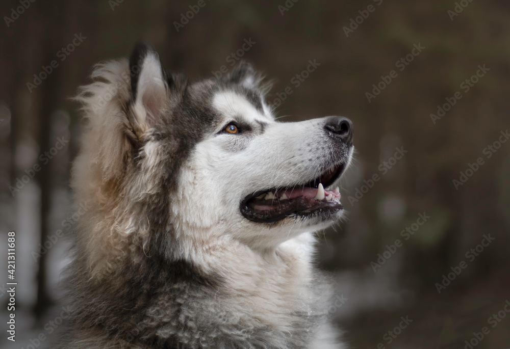 A portrait of a young Alaskan Malamute male dog. Snow dog is posing in the forest. A currious puppy. Selective focus on the eyes, blurred background. A portrait of a young Alaskan Malamute male dog. Snow dog is posing in the forest. A currious puppy. Selective focus on the eyes, blurred background.