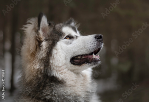 A portrait of a young Alaskan Malamute male dog. Snow dog is posing in the forest. A currious puppy. Selective focus on the eyes, blurred background. photo