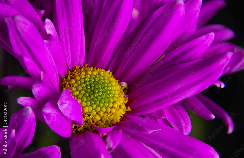 Obraz premium Flower close up