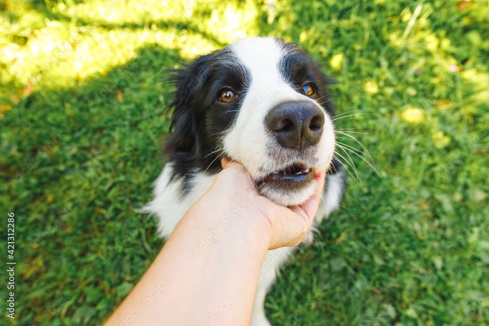 Woman hand stroking puppy dog border collie in summer garden or city park outdoor. Close up dog portrait. Owner playing with dog friend. Love for pets friendship support team concept. Woman hand stroking puppy dog border collie in summer garden or city park outdoor. Close up dog portrait. Owner playing with dog friend. Love for pets friendship support team concept.
