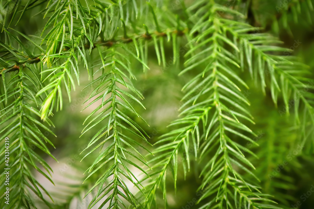 Macro view of delicate branches on a norfolk pine Macro view of delicate branches on a norfolk pine