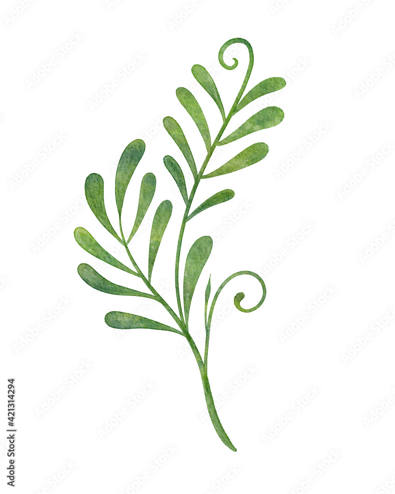 Hand painted watercolor botanical leaf illustration with isolated white background
