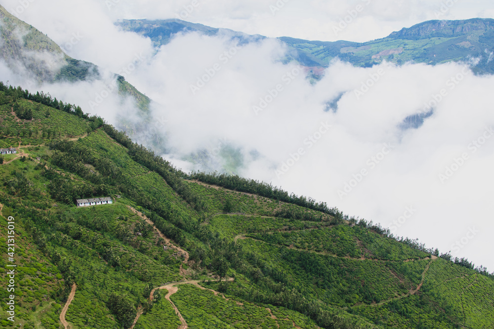 Obraz premium Tea Plantations