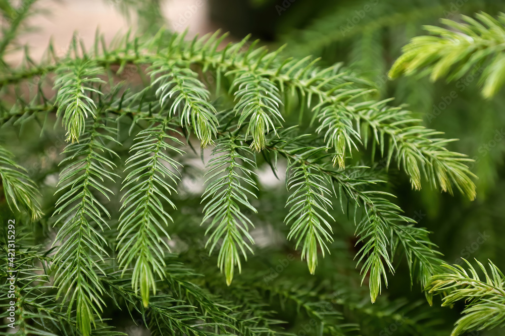 Macro view of delicate branches on a norfolk pine