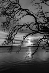 Aluminium schilderij Zwart wit USA, Washington State, San Juan Islands. B&W of tree silhouette at sunset.  © Danita Delimont