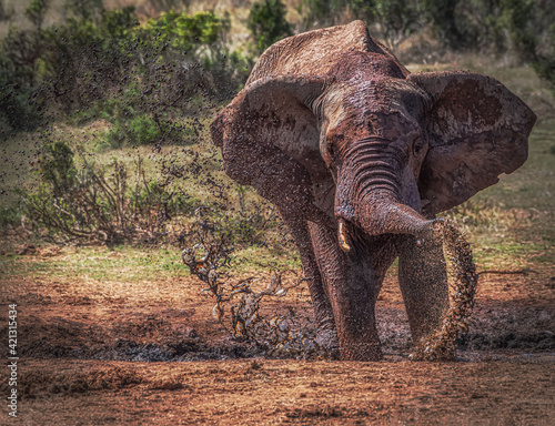 Photography African elephant having a lovely mud bath to keep himself cool and to get rid of
