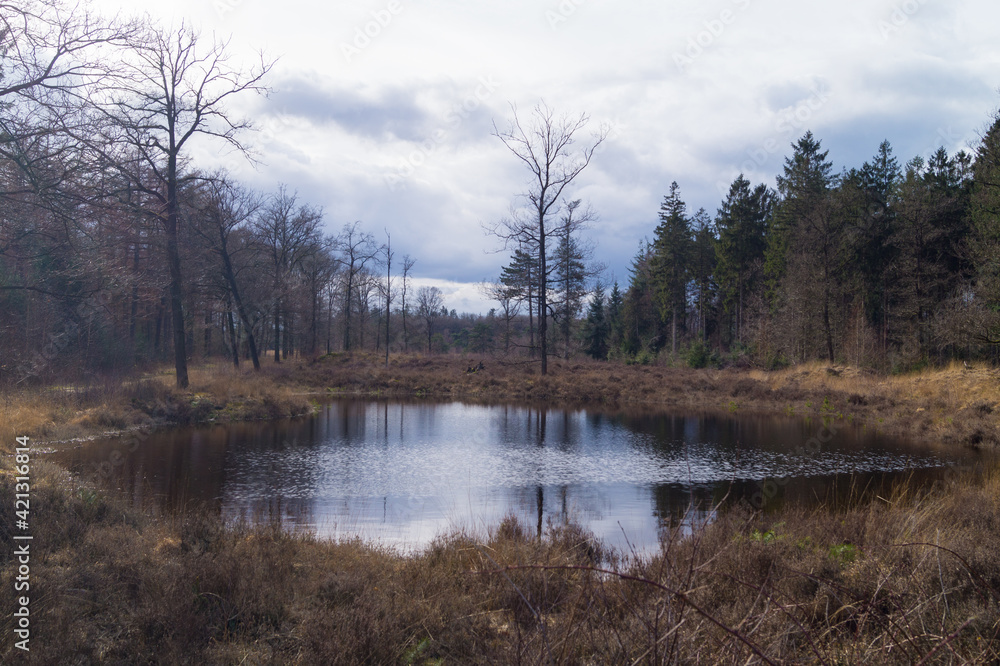 lake in the woods