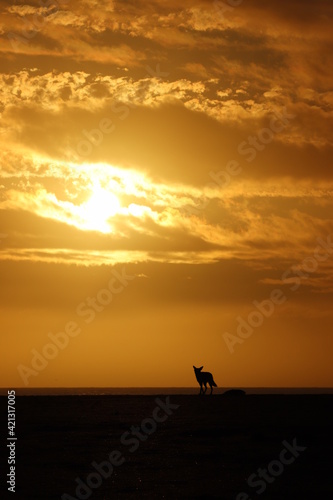Silhouette of a black-backed jackal (canis mesomelas) with its carcass during sunset on the beach.  © Marie
