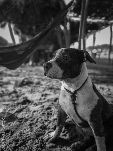 Fototapeta Naklejka Na Ścianę i Meble -  portrait of dog with model look on the beach with black and white tones