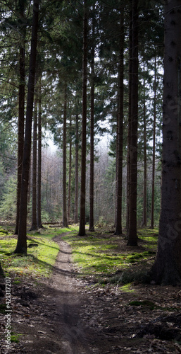 path in the forest