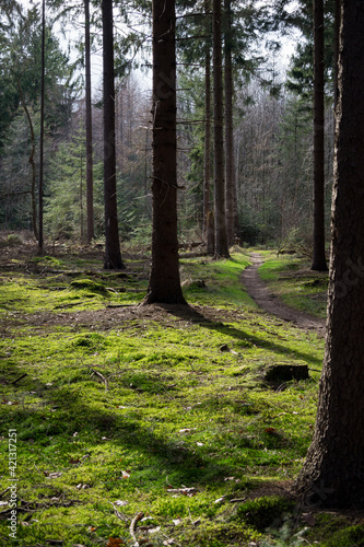 green woods