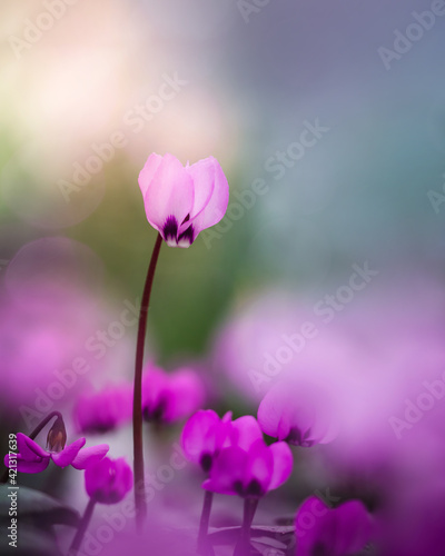 Macro of a single pink Cyclamen flower against colorful, soft, blurred background with light. Soft focus and shallow depth of field. Other pink flowers in the foreground