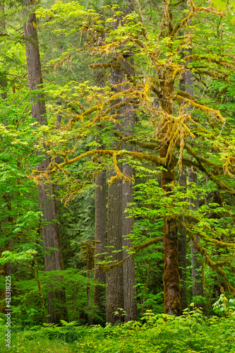 USA, Washington State, Gifford Pinchot National Forest. Big leaf maple tree scenic.