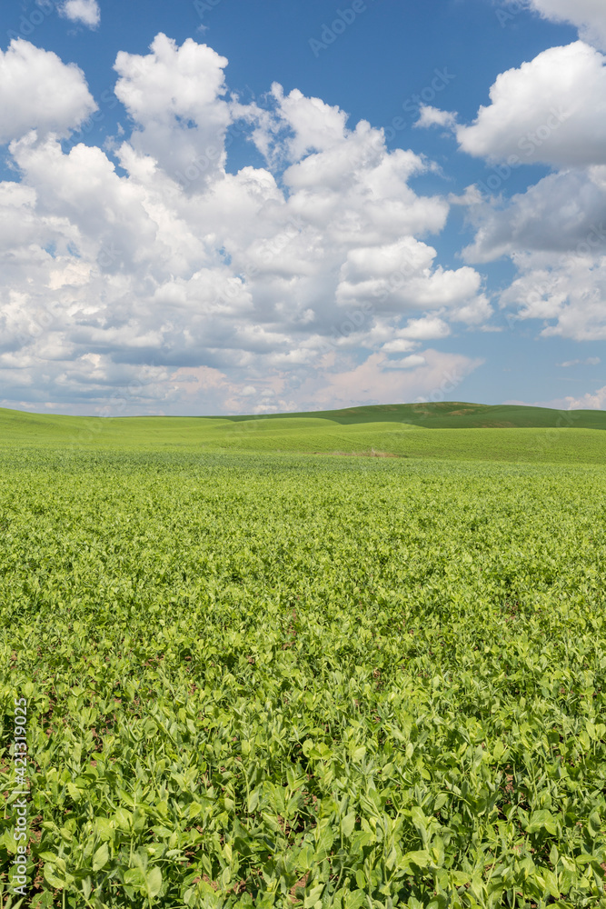 USA, Washington State, Palouse Hills. Field of spring peas. USA, Washington State, Palouse Hills. Field of spring peas.