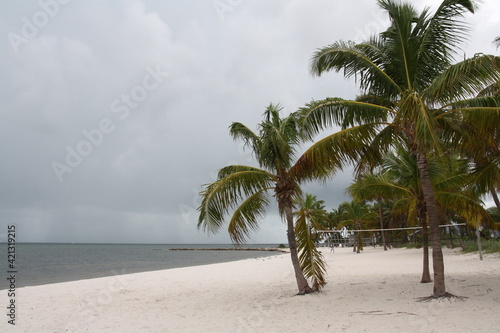 Fototapeta Naklejka Na Ścianę i Meble -  palm trees on a white sandy beach