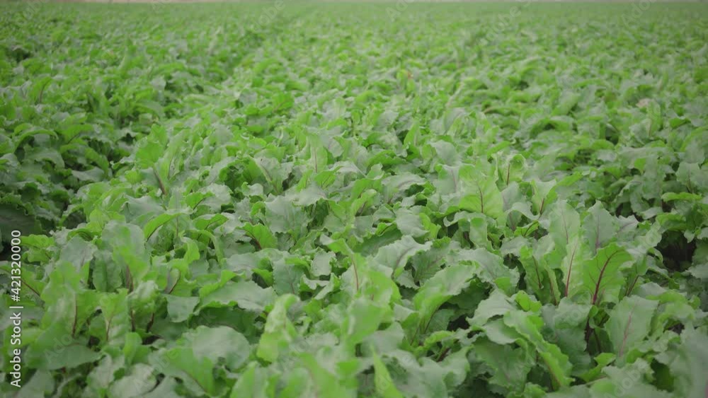 green field of beetroot green field of beetroot