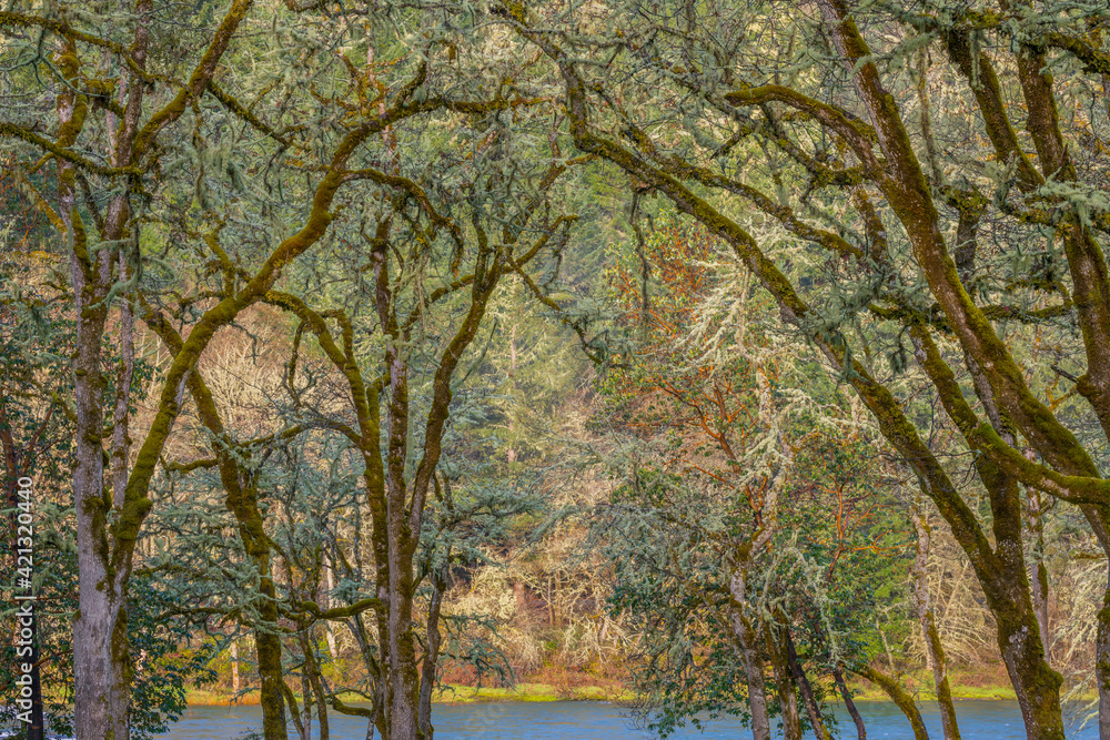 USA, Oregon, Whistler's Bend County Park. Forest and Umpqua River. USA, Oregon, Whistler's Bend County Park. Forest and Umpqua River.