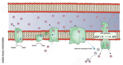 Electron transport chain protein complexes