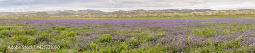 USA  California  Carrizo Plain National Monument. Panoramic collage of phacelia flowers.