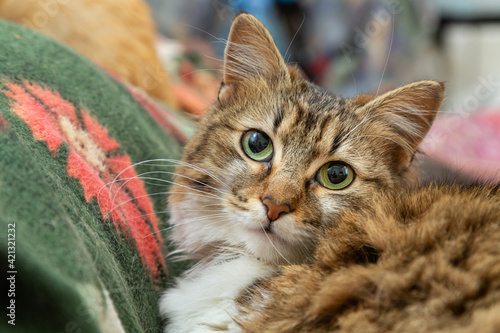 Gatto tigrato marrone europeo a pelo lungo con occhi verdi