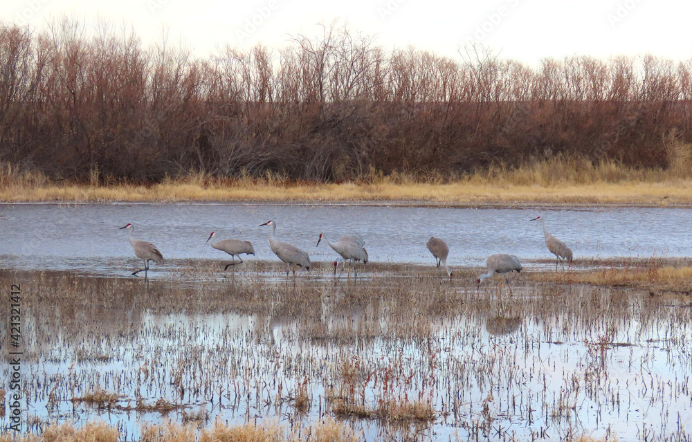 Sandhill cranes at the Bosque de Apache National Wildlife Refuge. Sandhill cranes at the Bosque de Apache National Wildlife Refuge.