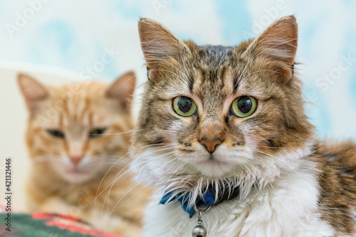 Gatto tigrato marrone europeo a pelo lungo con occhi verdi e gatto rosso sullo sfondo