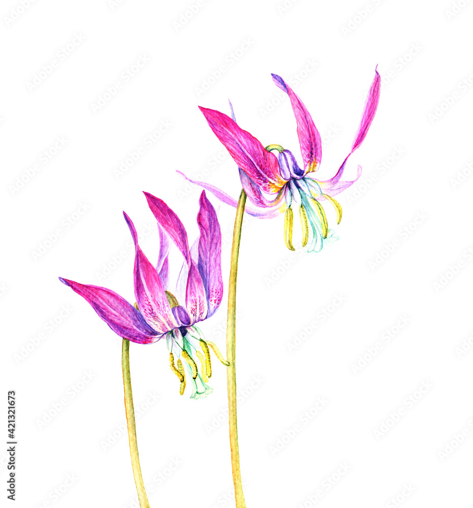 watercolor image of two bright pink flowers kandyk Siberian erythronium