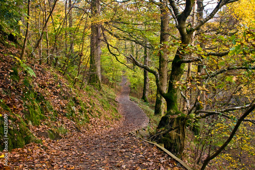 forest trail with peak autumn foliage in Lake District , England